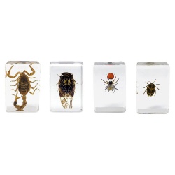 Celestron 3D Bug Specimen Kit No.4